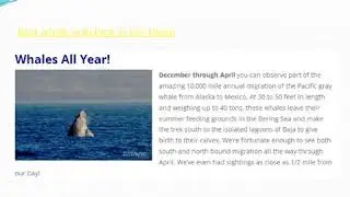 whale watching tours in san diego in whale watching season