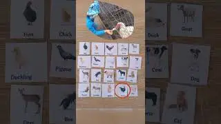 Farm animals. Sensory English and DIY. Kids activities. Homeschooling.