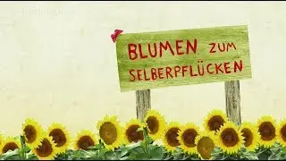 Selbstbedienung auf dem Blumenfeld - Der Ehrlichkeitstest | Karambolage | ARTE