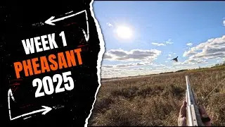 Pheasant Season is here! | First day limit
