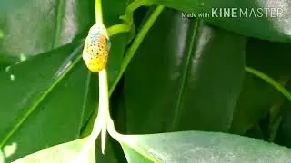 Carallia brachiata???