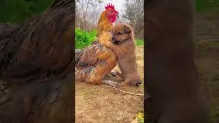 Понимание привлекательности мордочек новорожденных #животные