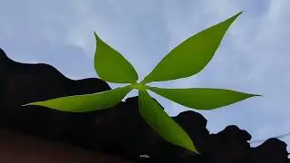 STORY WA CINEMATIC reckless 30 detik | NATURE CINEMATIC