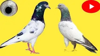 Ustad Malik Naeem pigeons
