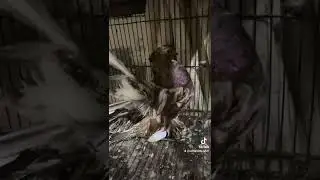 #pigeon #pigeoncoop ,,,,, American bareed pair available 034322077770