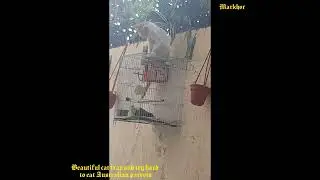 Beautiful cat trap and try hard to eat Australian parrots-cuties come to mamma is hungry- markhor