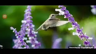 Herbaceous Study List # 4