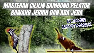 GAMPANG DIHAFAL !!! MASTERAN CILILIN SAMBUNG PELATUK BAWANG JERNIH DAN ADA JEDA, SATU JAM FULL