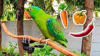 Blue Naped Parrot (Veggies Mukbang)