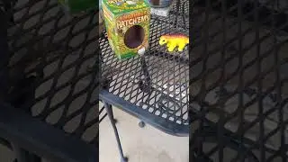 Ginormous Hatchems Part Two