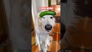 Sunday morning classic #borzoi #doglife #spin #zoomies #puppy #vine #dogs #funny