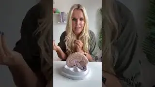 The Narcissist Is Damaging Your Brain!