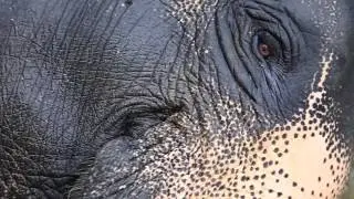 Asian Elephants and Their Loss of Habitat