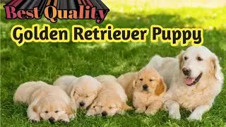 Golden Retriever Male Puppy Available #abhaypetlover 