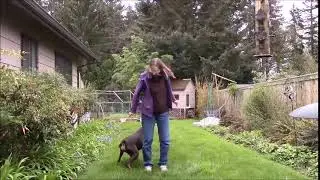 Trick Challenge - Doberman DashDash shows off Unwind - BeaBeas Dog Training