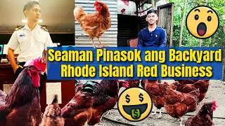 Seaman Pinasok ang Backyard Rhode Island Red Business