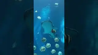 Whale Shark | Georgia Aquarium