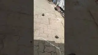 leopard tortoises walking around on 18 February 2021
