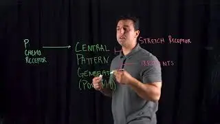 Central Pattern Generator