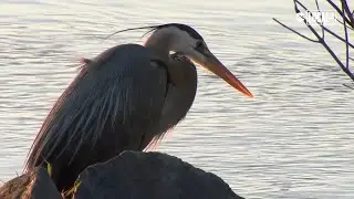 National wildlife refuge in Delaware is home to a variety of migratory birds