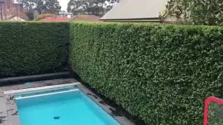 Ficus hedge