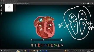 Anatomie de c&oelig;ur 1 : Configuration ext&eacute;rieure du c&oelig;ur