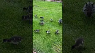 Duckling | Australian Wood Duck #shorts