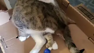 What cats think. Talking cats and weird pictures
