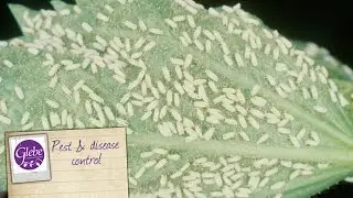 Plant pest & disease control | Glebe Garden Centre Leicester