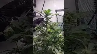 royal queen seeds Skunk Xl & O.G kush