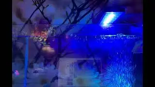 6.10.25 Tuesday glofish (3 pink, 1 green, 2 purple, & 1 orange)