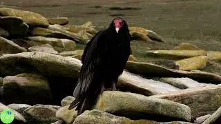 Turkey Vulture Fast Facts