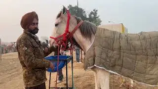 ਮੁਕਤਸਰ ਸਾਹਿਬ ਮੰਡੀ ਤੇ 5 ਘੋੜੀਆਂ ਵਿਕਾਊ ਰੇਟ ਸਮੇਤ ਵੀਡੀਓ 