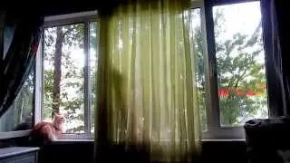 Кошка-проказница.Queer cat.