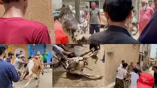 1st EID 2024 Special🙂| EID-UL-AZHA MUBARAK | #786 #worldvlog #eidspecial #eidmubarak #eid #eid2024