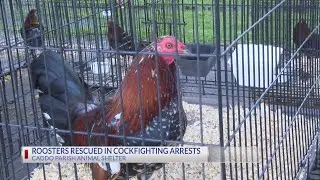 Two brothers arrested for cockfighting