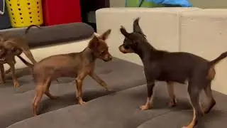 Russian toy puppies playing