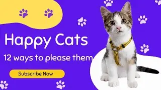 Happy Kitty Life: 12 Ways to Keep Your Cat Happy