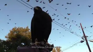 Wild Defense Crow Control