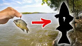 Catching SMALL FISH to Catch BIG FISH! J Percy Priest Reservoir, Nashville Tennessee