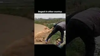 Dogesh bhai in India ☠️🔥 wait for end ! | #short #meme #funnymemes #viral #trending