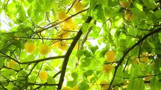 【フリーBGM】民族音楽調の爽やかな曲「líomóide」