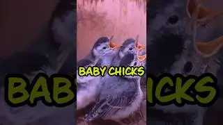 Parents Feed Baby Chicks #shorts #animals #birds