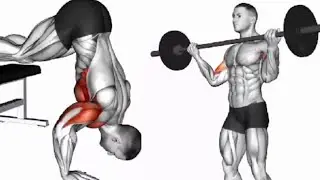 Biceps And Triceps Exercise | Quick Response your biceps And triceps