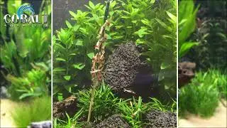 Shrimp Sticks Time Lapse