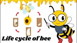 Life cycle of Honey Bee | Educational Learning Video | Science For Kids | Pre nursery