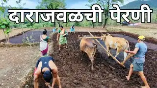 खुप धावपळ झाली | नांगर चांगला लागतोय | अचानक पाऊस आला | Cow's Baby | Konkan | Enjoyment | Bull