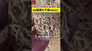 Guizhou's Shibing county is famous for its radix pseudostellariae industry