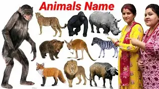 Learn Wild Animals Name in English | Animals Video Rhino, Lion, Gorilla, Tiger | Education Video ||