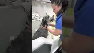 Aussie Pet Mobile Hydrobath